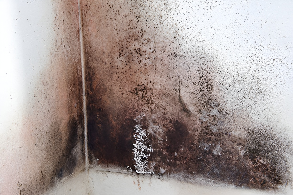 black mold on a wall