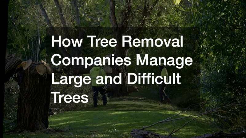 How Tree Removal Companies Manage Large and Difficult Trees